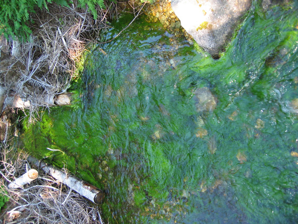 Algal growth in streams is often stimulated by excess P