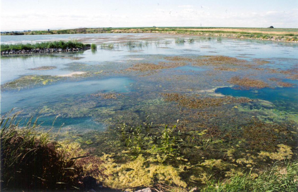 When the algae dies, microbes decompose the algae and, in the process, deplete the oxygen supply.