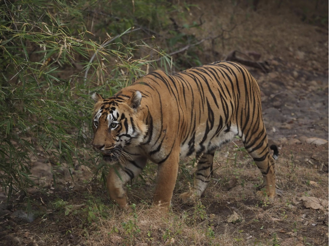 Image of Female tiger
