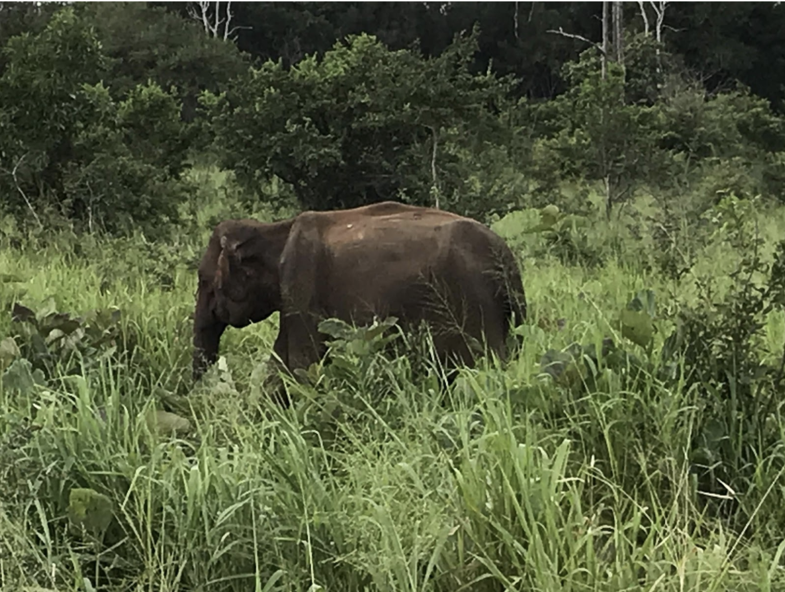 Image of elephant standing in grass