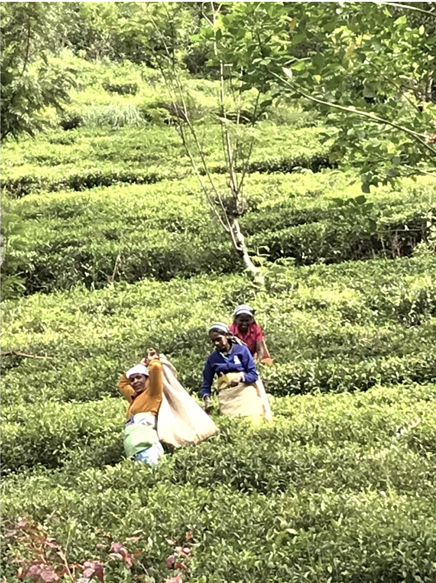 Image of women picking tea in a field