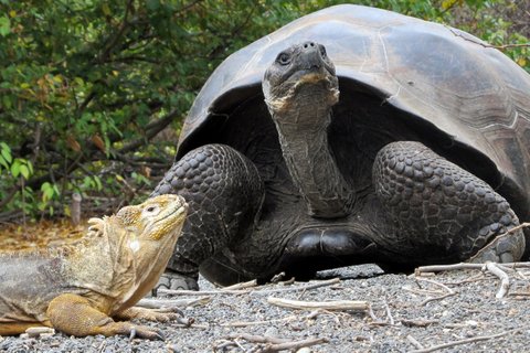 tortoise and land iguana