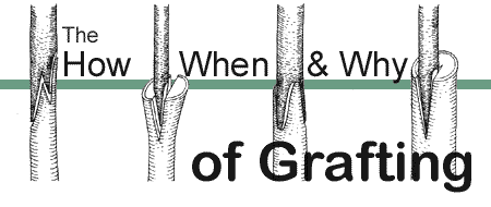 The How, When, and Why of Grafting for Gardeners