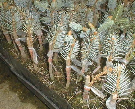 Bruce Spruce Cultivars