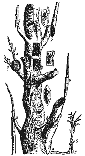 Sharrock's illustration of grafting