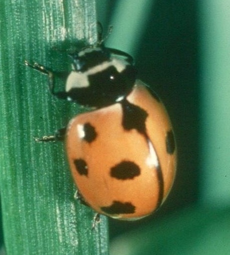 The nine-spotted ladybug, Coccinella novemnotata