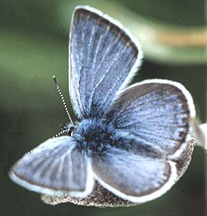 Photo of a Fender's Blue Butterfly