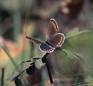 photo of the Karner Blue Butterfly