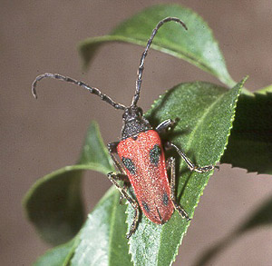 Valley Elderberry Longhorn Beetle