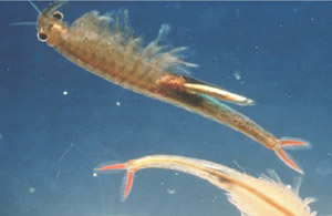 Photo of Vernal Pool Fairy Shrimp